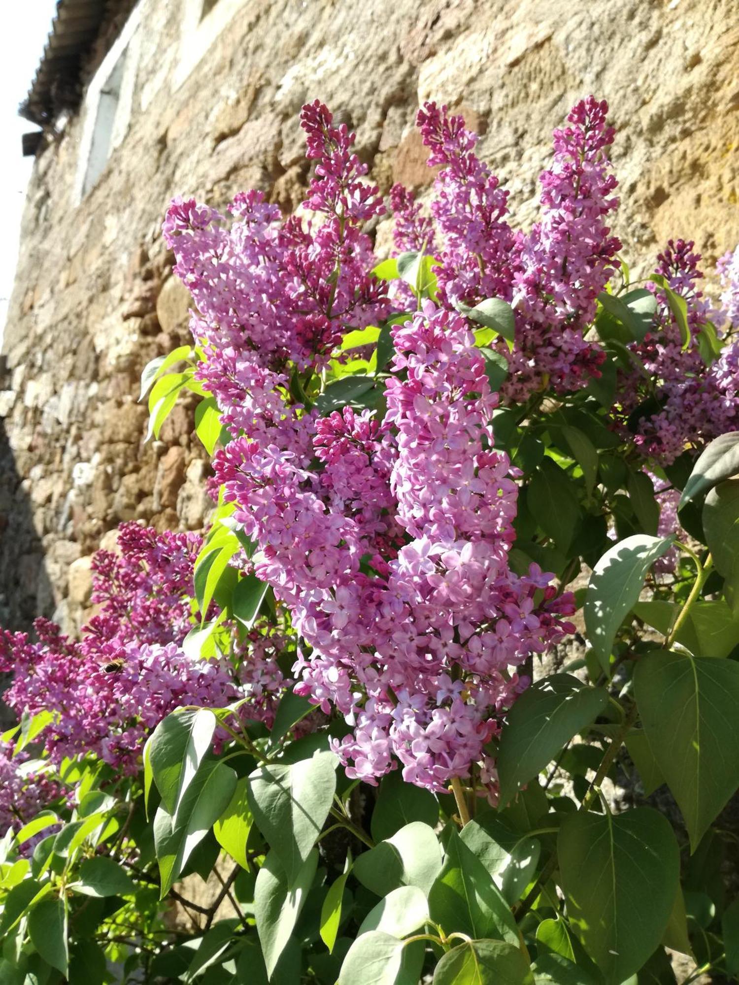 La Posada De Pedrazales Εξωτερικό φωτογραφία